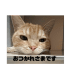 日常会話で使える 猫のロイくん（個別スタンプ：5）