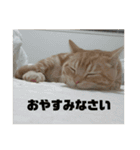 日常会話で使える 猫のロイくん（個別スタンプ：6）