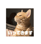 日常会話で使える 猫のロイくん（個別スタンプ：7）