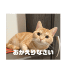 日常会話で使える 猫のロイくん（個別スタンプ：8）