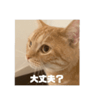 日常会話で使える 猫のロイくん（個別スタンプ：9）