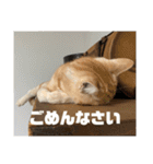 日常会話で使える 猫のロイくん（個別スタンプ：10）