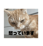 日常会話で使える 猫のロイくん（個別スタンプ：12）