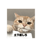 日常会話で使える 猫のロイくん（個別スタンプ：14）