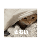 日常会話で使える 猫のロイくん（個別スタンプ：15）