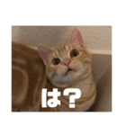 日常会話で使える 猫のロイくん（個別スタンプ：16）