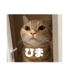 日常会話で使える 猫のロイくん（個別スタンプ：17）
