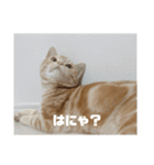 日常会話で使える 猫のロイくん（個別スタンプ：18）