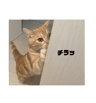 日常会話で使える 猫のロイくん（個別スタンプ：19）