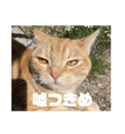 日常会話で使える 猫のロイくん（個別スタンプ：20）