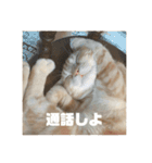 日常会話で使える 猫のロイくん（個別スタンプ：21）