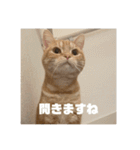日常会話で使える 猫のロイくん（個別スタンプ：22）