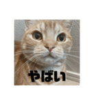 日常会話で使える 猫のロイくん（個別スタンプ：23）