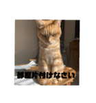日常会話で使える 猫のロイくん（個別スタンプ：24）