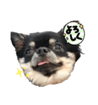 チワワのヨーダ。（個別スタンプ：9）