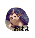 ツモリさんの日常（個別スタンプ：5）