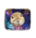ちょびじぃ2（個別スタンプ：1）