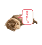 幸運を呼ぶ猫…そら（個別スタンプ：2）