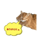 幸運を呼ぶ猫…そら（個別スタンプ：3）