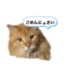 幸運を呼ぶ猫…そら（個別スタンプ：4）