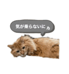 幸運を呼ぶ猫…そら（個別スタンプ：6）