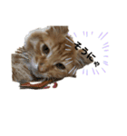 幸運を呼ぶ猫…そら（個別スタンプ：7）