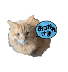 幸運を呼ぶ猫…そら（個別スタンプ：8）