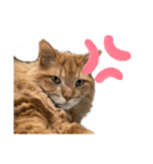 幸運を呼ぶ猫…そら（個別スタンプ：9）