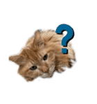 幸運を呼ぶ猫…そら（個別スタンプ：11）