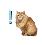 幸運を呼ぶ猫…そら（個別スタンプ：12）