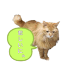 幸運を呼ぶ猫…そら（個別スタンプ：13）