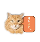 幸運を呼ぶ猫…そら（個別スタンプ：14）