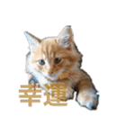 幸運を呼ぶ猫…そら（個別スタンプ：15）