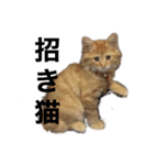 幸運を呼ぶ猫…そら（個別スタンプ：16）