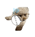 ぽん吉♂の日常（個別スタンプ：2）