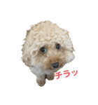 ぽん吉♂の日常（個別スタンプ：7）