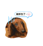 蘇Qちゃんの生活（個別スタンプ：9）