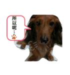 蘇Qちゃんの生活（個別スタンプ：13）