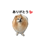 ポメラニアンのラン❤︎（個別スタンプ：3）