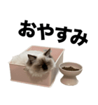 みーちゃん その1（個別スタンプ：8）
