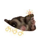 ももんがすたんぷ（個別スタンプ：1）