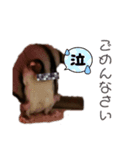 ももんがすたんぷ（個別スタンプ：6）