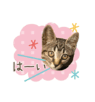 甲鍵ファミリー（個別スタンプ：1）