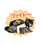 甲鍵ファミリー（個別スタンプ：7）