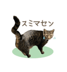 甲鍵ファミリー（個別スタンプ：10）