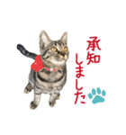 甲鍵ファミリー（個別スタンプ：12）