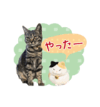 甲鍵ファミリー（個別スタンプ：15）