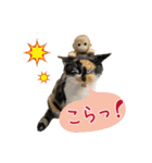 甲鍵ファミリー（個別スタンプ：16）