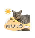 甲鍵ファミリー（個別スタンプ：17）