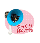 甲鍵ファミリー（個別スタンプ：19）